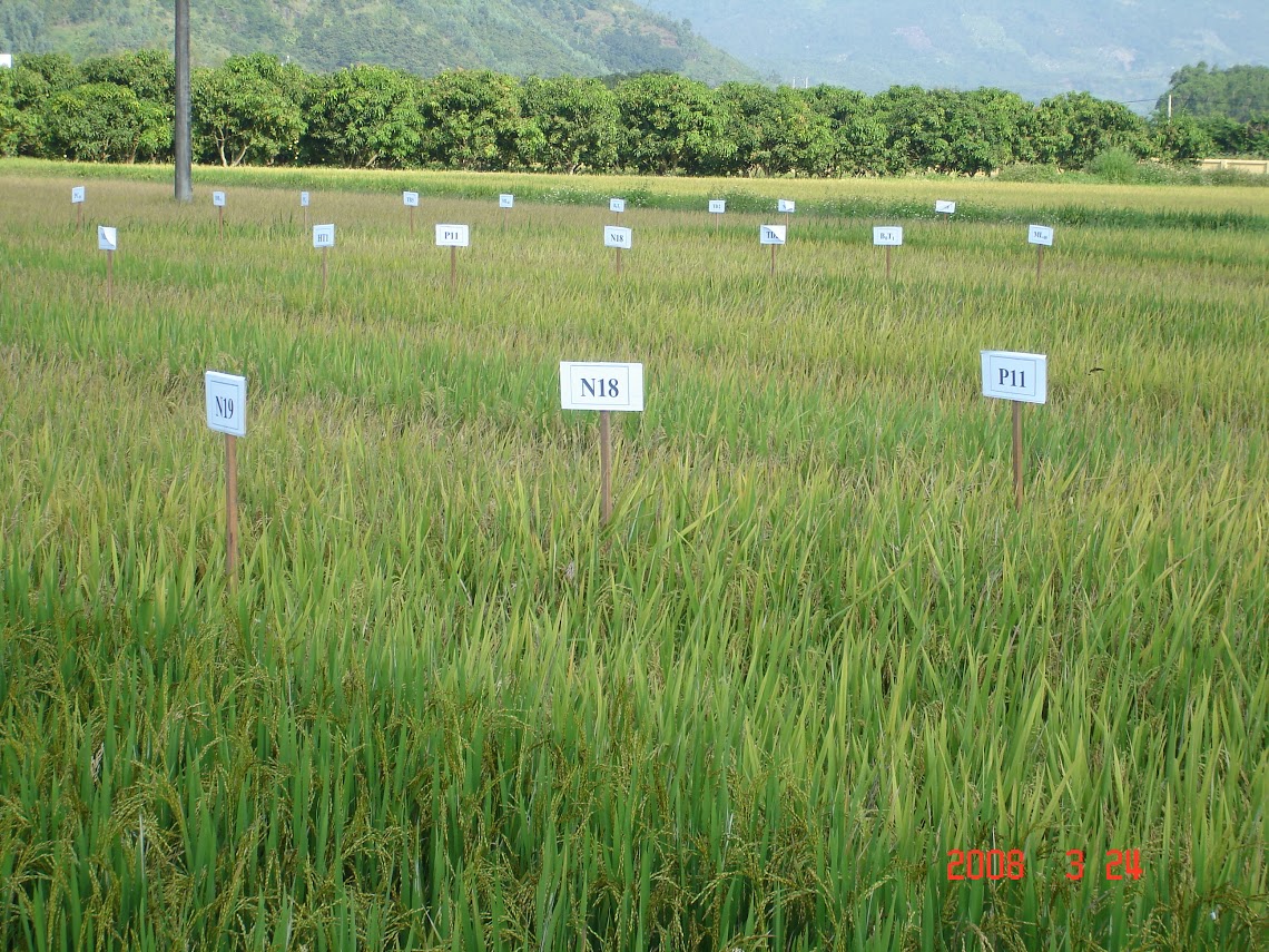 Lúa giống - Trung Tâm Nông Nghiệp Công Nghệ Cao Khánh Hòa